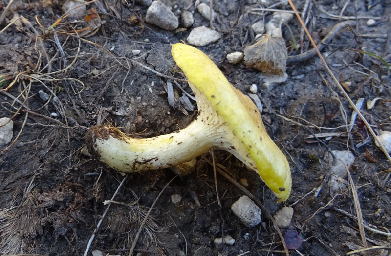 Hygrophorus lucorum